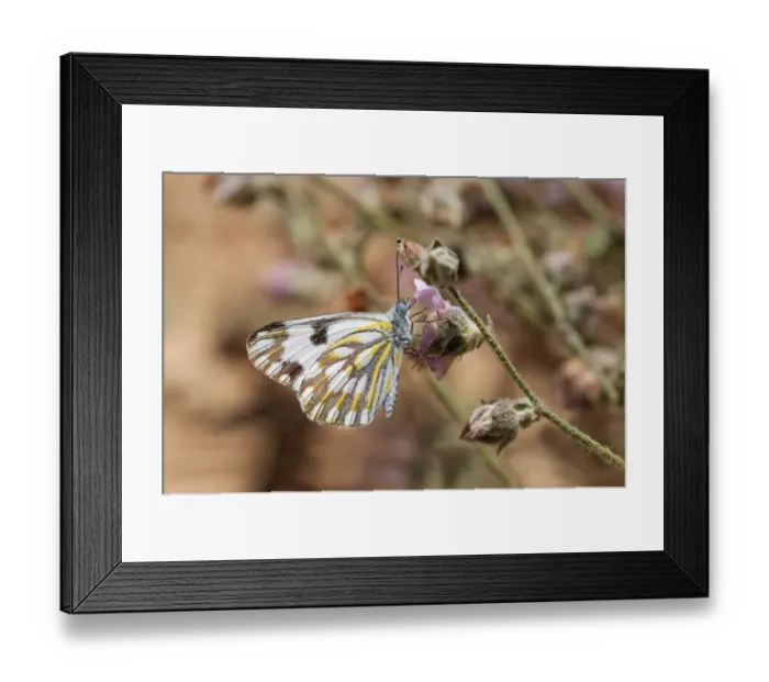 Framed Print : South African butterfly species, Meadow White -Pontia helice-, Hantam National Botanical Garden, Nieuwoudtville, Namaqualand, South Africa, Africa Framed Print : South African butterfly species, Meadow White -Pontia helice-, Hantam National Botanical Garden, Nieuwoudtville, Namaqualand, South Africa, Africa