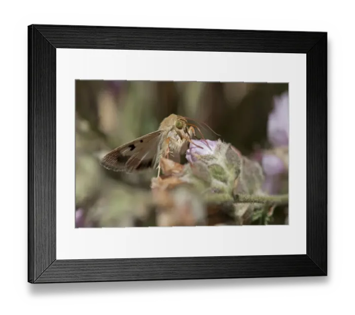 Framed Print : Cotton Bollworm Moth -Helicoverpa amigera-, Hantam National Botanical Garden, Nieuwoudtville, Namaqualand, South Africa, Africa Framed Print : Cotton Bollworm Moth -Helicoverpa amigera-, Hantam National Botanical Garden, Nieuwoudtville, Namaqualand, South Africa, Africa