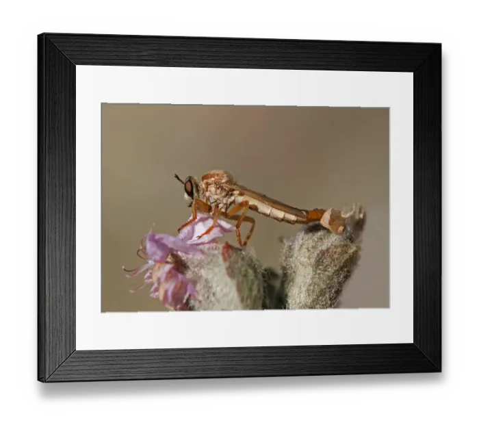 Framed Print : Robber Fly -Asilidae sp. -, Goegap Nature Reserve, Namaqualand, South Africa, Africa Framed Print : Robber Fly -Asilidae sp. -, Goegap Nature Reserve, Namaqualand, South Africa, Africa