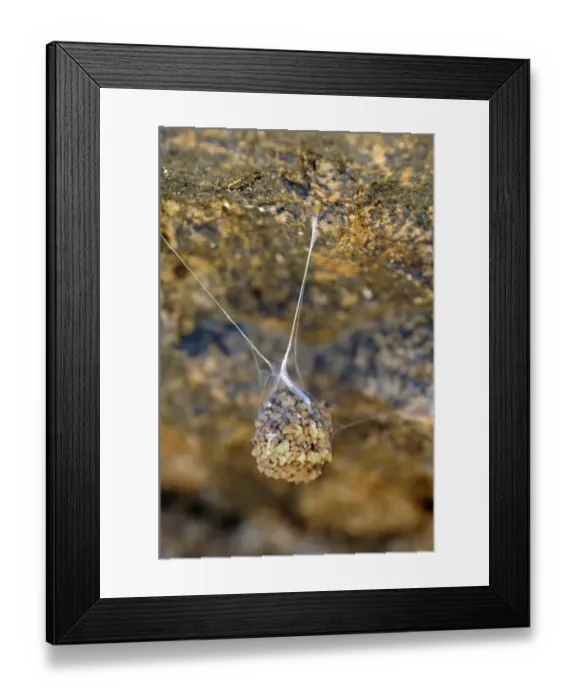 Framed Print : Suspended spider cocoon, Goegap Nature Reserve, Namaqualand, South Africa, Africa Framed Print : Suspended spider cocoon, Goegap Nature Reserve, Namaqualand, South Africa, Africa
