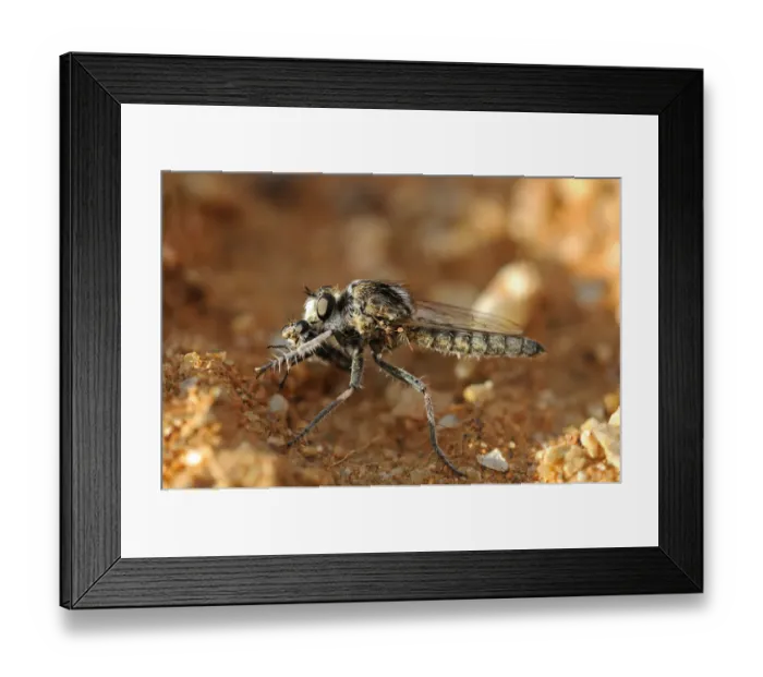 Framed Print : Wasp Robber Fly with prey, Goegap Nature Reserve, Namaqualand, South Africa, Africa Framed Print : Wasp Robber Fly with prey, Goegap Nature Reserve, Namaqualand, South Africa, Africa