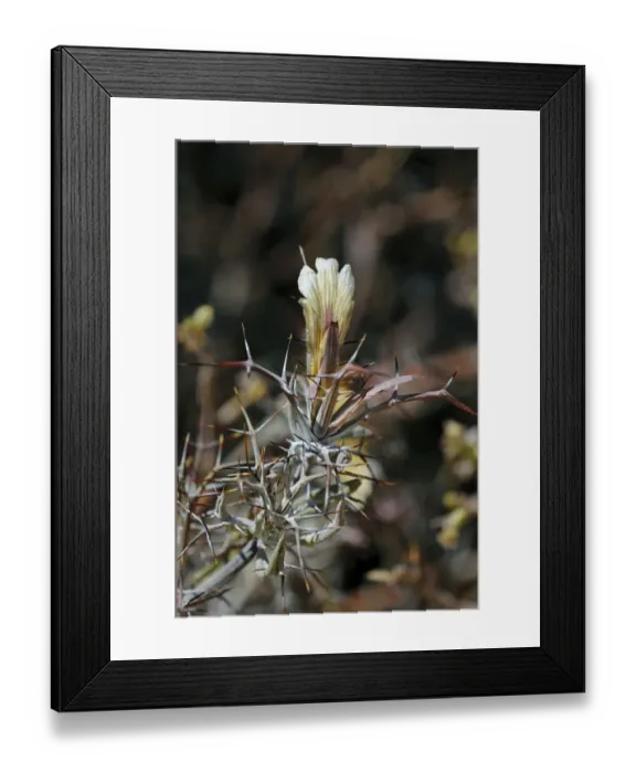 Framed Print : Blepharis -Blepharis-, Goegap Nature Reserve, Namaqualand, South Africa, Africa Framed Print : Blepharis -Blepharis-, Goegap Nature Reserve, Namaqualand, South Africa, Africa