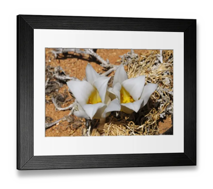 Framed Print : Kukumakranka -Gethyllis namaquensis-, Goegap Nature Reserve, Namaqualand, South Africa, Africa Framed Print : Kukumakranka -Gethyllis namaquensis-, Goegap Nature Reserve, Namaqualand, South Africa, Africa