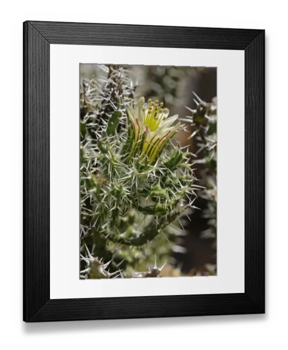 Framed Print : Honey bush -Codon royenii-, bloom, Goegap Nature Reserve, Namaqualand, South Africa, Africa Framed Print : Honey bush -Codon royenii-, bloom, Goegap Nature Reserve, Namaqualand, South Africa, Africa