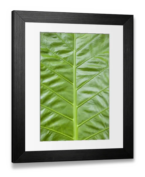 Framed Print : Giant Taro -Colocasia gigantea-, detail of large green leaf, Thailand, Asia Framed Print : Giant Taro -Colocasia gigantea-, detail of large green leaf, Thailand, Asia