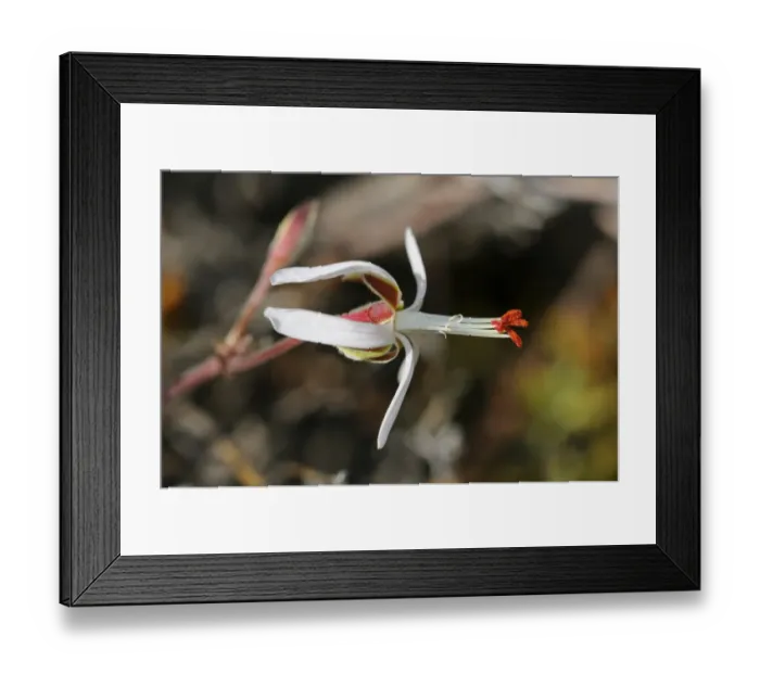 Framed Print : Pelargonium -Pelargonium spinosum-, Goegap Nature Reserve, Namaqualand, South Africa, Africa