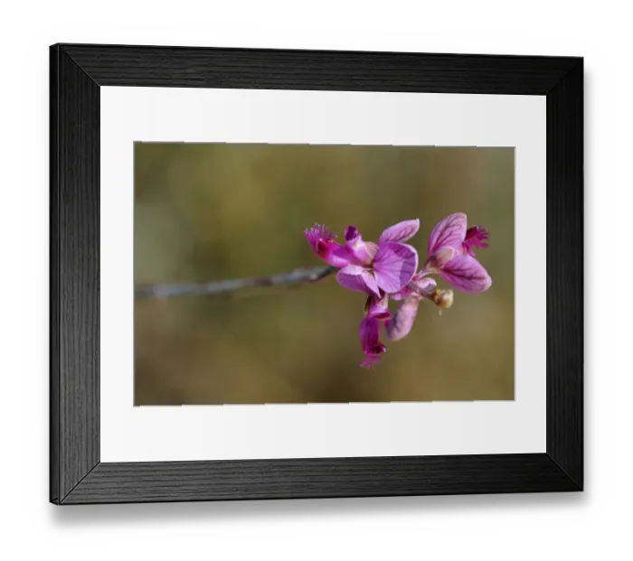 Framed Print : Polygalla leptophylla, Goegap Nature Reserve, Namaqualand, South Africa Framed Print : Polygalla leptophylla, Goegap Nature Reserve, Namaqualand, South Africa