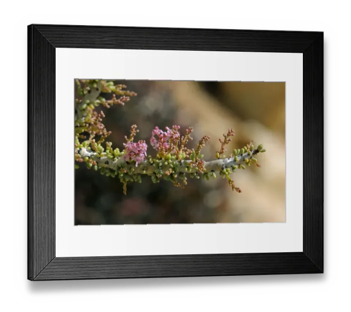 Framed Print : Namaqualand ceraria -Ceraria namaquensis- in bloom, Goegap Nature Reserve, Namaqualand, South Africa, Africa Framed Print : Namaqualand ceraria -Ceraria namaquensis- in bloom, Goegap Nature Reserve, Namaqualand, South Africa, Africa