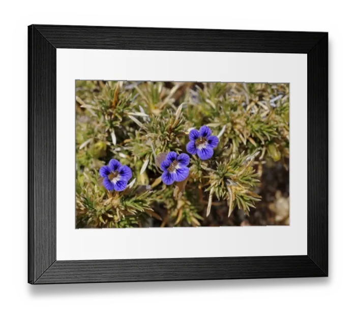 Framed Print : Aptosimum sp. Goegap Nature Reserve, Namaqualand, South Africa, Africa Framed Print : Aptosimum sp. Goegap Nature Reserve, Namaqualand, South Africa, Africa