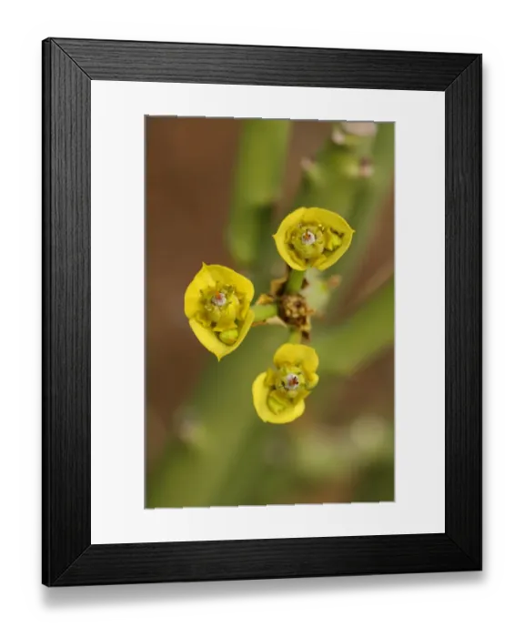 Framed Print : Euphorbia dregeana, Goegap Nature Reserve, Namaqualand, South Africa Framed Print : Euphorbia dregeana, Goegap Nature Reserve, Namaqualand, South Africa