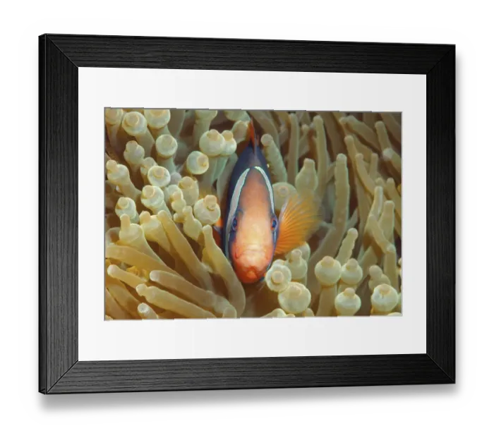 Framed Print : Cinnamon clownfish or Fire clownfish -Amphiprion melanopus-, Redang Island, Malaysia, Southeast Asia Framed Print : Cinnamon clownfish or Fire clownfish -Amphiprion melanopus-, Redang Island, Malaysia, Southeast Asia