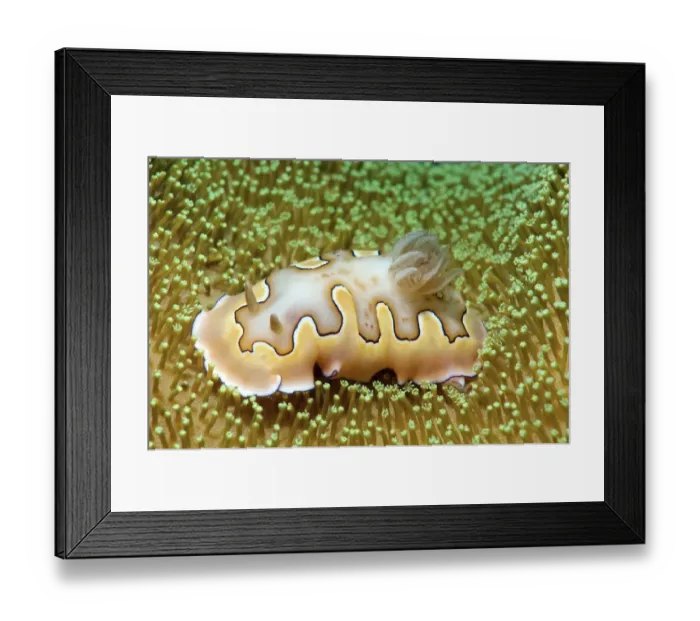 Framed Print : Chromodoris coi, sea slug, Redang Island, Malaysia, Southeast Asia Framed Print : Chromodoris coi, sea slug, Redang Island, Malaysia, Southeast Asia