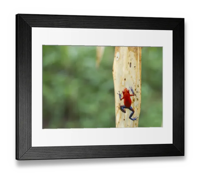 Framed Print : Strawberry poison frog or Strawberry poison-dart frog -Oophaga pumilio syn. Dendrobates pumilio-, Laguna del Lagarto Lodge, Alajuela, Costa Rica, Central America Framed Print : Strawberry poison frog or Strawberry poison-dart frog -Oophaga pumilio syn. Dendrobates pumilio-, Laguna del Lagarto Lodge, Alajuela, Costa Rica, Central America