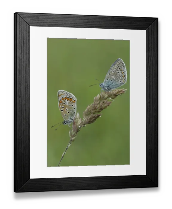 Framed Print : Two Common Blue butterflies -Polyommatus icarus- Framed Print : Two Common Blue butterflies -Polyommatus icarus-