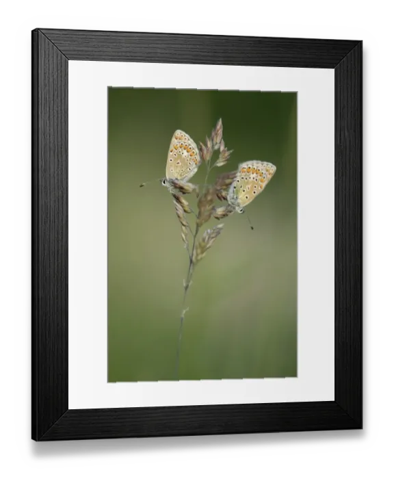 Framed Print : Two Common Blue butterflies -Polyommatus icarus- Framed Print : Two Common Blue butterflies -Polyommatus icarus-