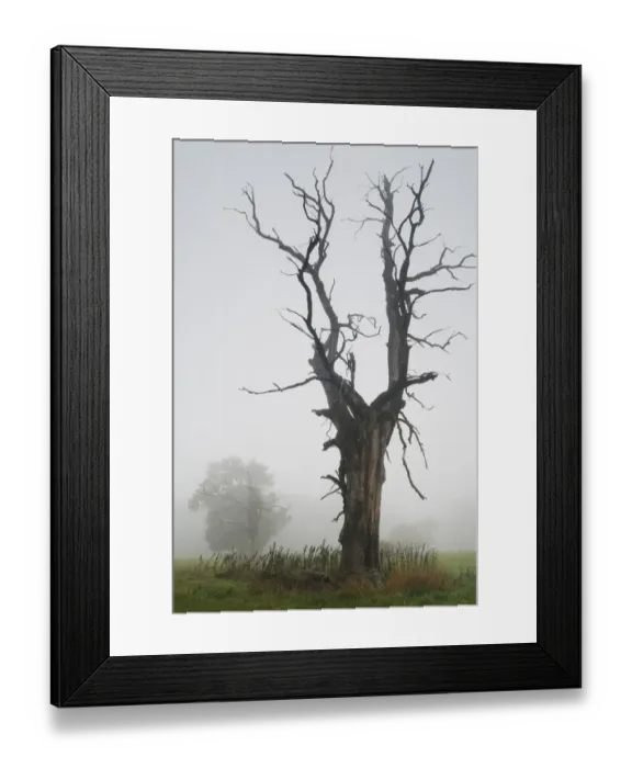 Framed Print : Solitary oak trees in the fog, Middle Elbe Biosphere Reserve, Saxony-Anhalt, Germany, Europe Framed Print : Solitary oak trees in the fog, Middle Elbe Biosphere Reserve, Saxony-Anhalt, Germany, Europe