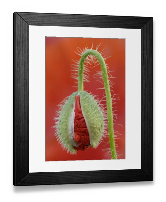 Framed Print : Poppy -Papaver-, bud breaking Framed Print : Poppy -Papaver-, bud breaking