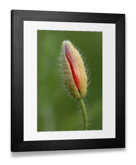 Framed Print : Poppy -Papaver-, bud breaking Framed Print : Poppy -Papaver-, bud breaking