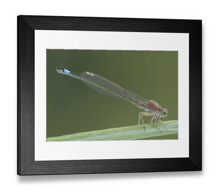 Framed Print : Blue-tailed Damselfly -Ischnura elegans- Framed Print : Blue-tailed Damselfly -Ischnura elegans-