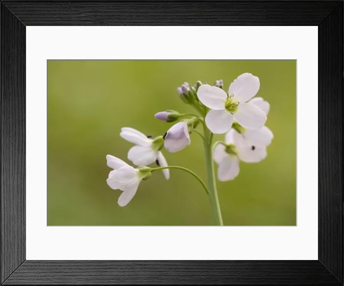 Framed Print : Cuckoo Flower or Ladys Smock -Cardamine pratensis-, in the alluvial forest of Leipzig, Saxony, Germany, Europe Framed Print : Cuckoo Flower or Ladys Smock -Cardamine pratensis-, in the alluvial forest of Leipzig, Saxony, Germany, Europe