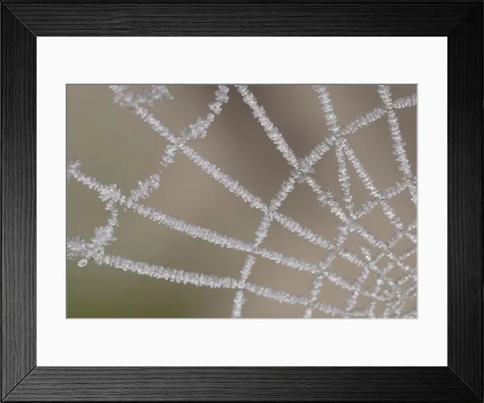 Framed Print : White frost on a spider web, Middle Elbe Biosphere Reserve, Saxony-Anhalt, Germany, Europe Framed Print : White frost on a spider web, Middle Elbe Biosphere Reserve, Saxony-Anhalt, Germany, Europe