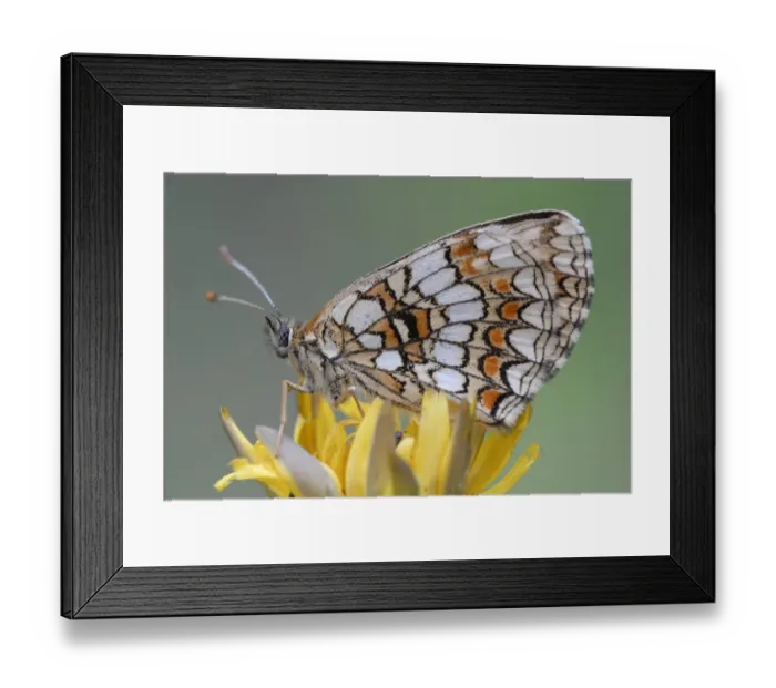 Framed Print : Heath Fritillary -Melitaea athalia- Framed Print : Heath Fritillary -Melitaea athalia-
