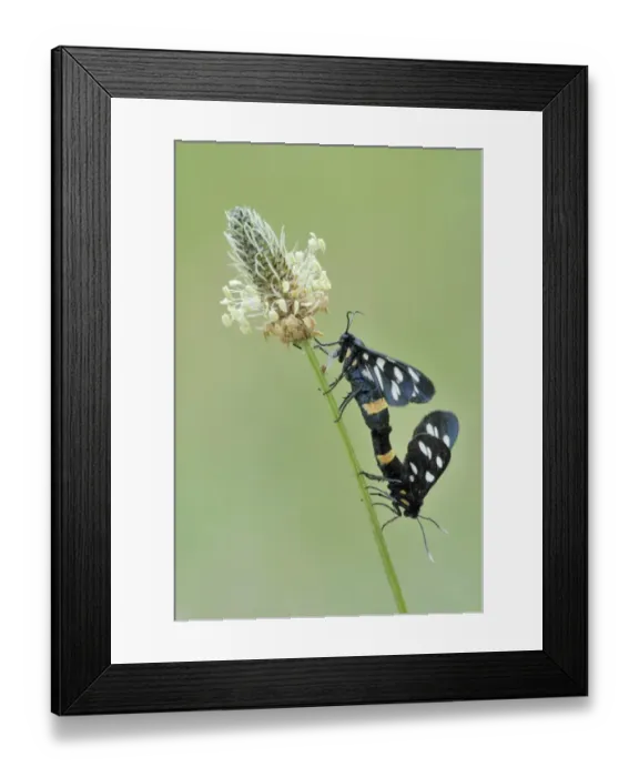Framed Print : Nine-spotted moth -Amata phegea- on plantain Framed Print : Nine-spotted moth -Amata phegea- on plantain