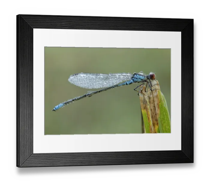 Framed Print : Small red-eyed damselfly -Erythromma viridulum- Framed Print : Small red-eyed damselfly -Erythromma viridulum-