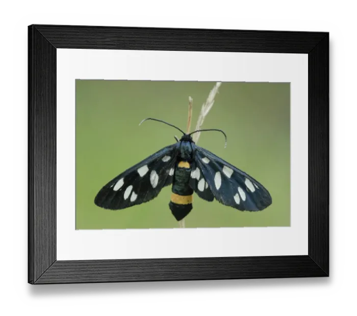Framed Print : Nine-spotted moth -Amata phegea- Framed Print : Nine-spotted moth -Amata phegea-
