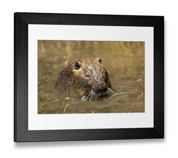 Framed Print : Nutria or Coypu -Myocastor coypus- foraging in a pond, Camargue, France, Europe Framed Print : Nutria or Coypu -Myocastor coypus- foraging in a pond, Camargue, France, Europe