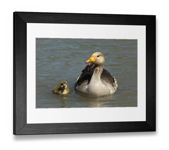 Framed Print : Greylag Goose -Anser anser-, with a chick, Camargue, France, Europe Framed Print : Greylag Goose -Anser anser-, with a chick, Camargue, France, Europe