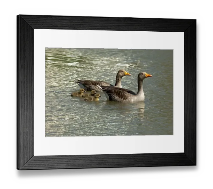 Framed Print : Greylag Geese -Anser anser-, pair with chicks, Camargue, France, Europe Framed Print : Greylag Geese -Anser anser-, pair with chicks, Camargue, France, Europe