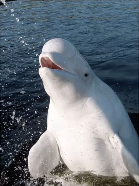Beluga whale -Delphinapterus leucas-, Kareliya, Russia, White Sea, Arctic