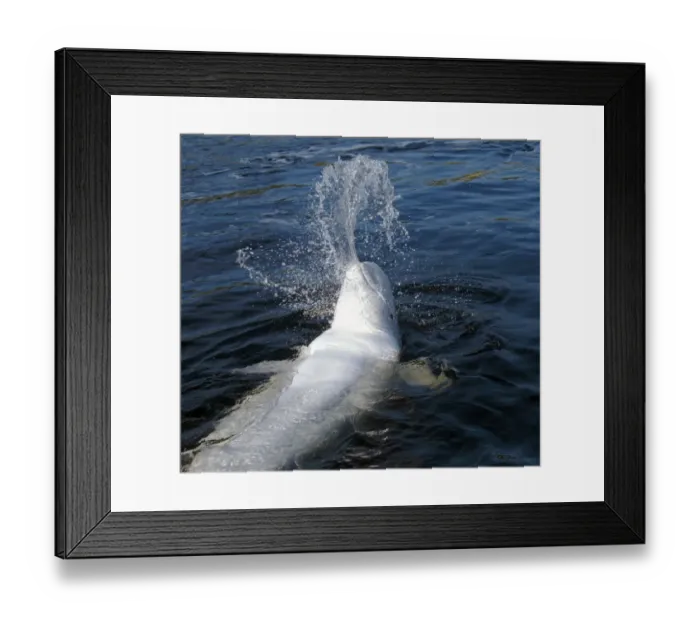 Framed Print : Beluga whale -Delphinapterus leucas-, Kareliya, Russia, White Sea, Arctic Framed Print : Beluga whale -Delphinapterus leucas-, Kareliya, Russia, White Sea, Arctic