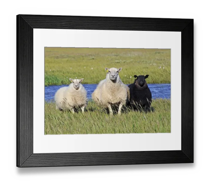 Framed Print : Sheep, Snaefell Peninsula or Snaefellsnes, Iceland, Europe Framed Print : Sheep, Snaefell Peninsula or Snaefellsnes, Iceland, Europe