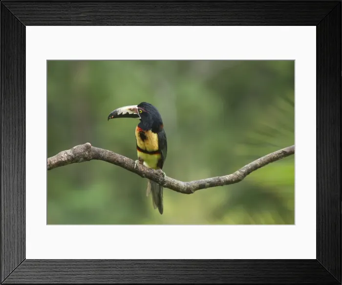 Framed Print : Collared Aracari -Pteroglossus torquatus-, Costa Rica, Central America Framed Print : Collared Aracari -Pteroglossus torquatus-, Costa Rica, Central America