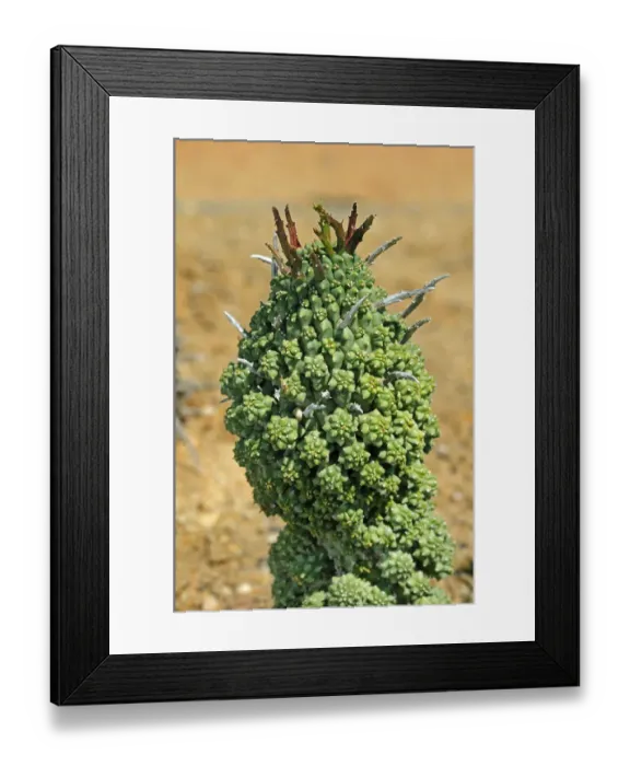 Framed Print : Euphorbia multiceps, Namaqualand, South Africa, Africa