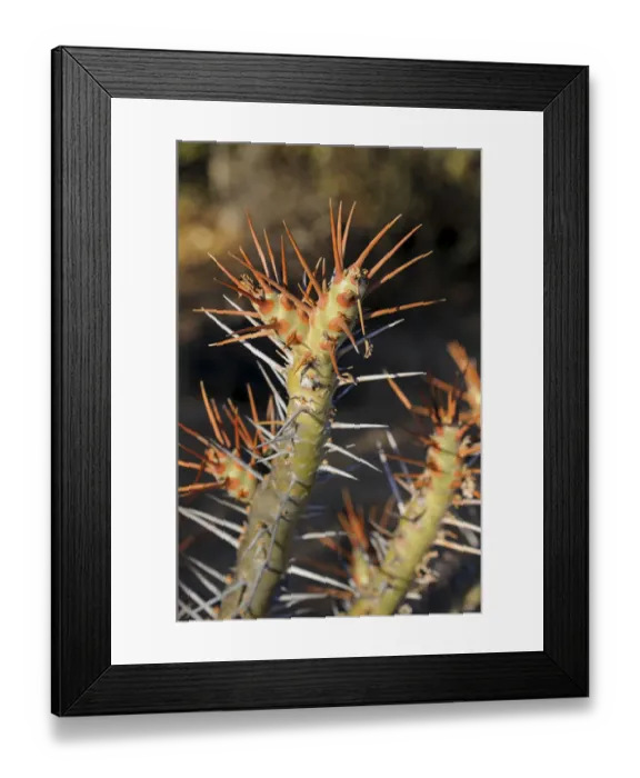 Framed Print : Bushmans Candle -Sarcocaulon sp. -, Goegap Nature Reserve, Namaqualand, South Africa, Africa