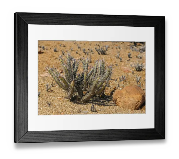 Framed Print : Bushmans Candle -Sarcocaulon sp. -, Goegap Nature Reserve, Namaqualand, South Africa, Africa Framed Print : Bushmans Candle -Sarcocaulon sp. -, Goegap Nature Reserve, Namaqualand, South Africa, Africa