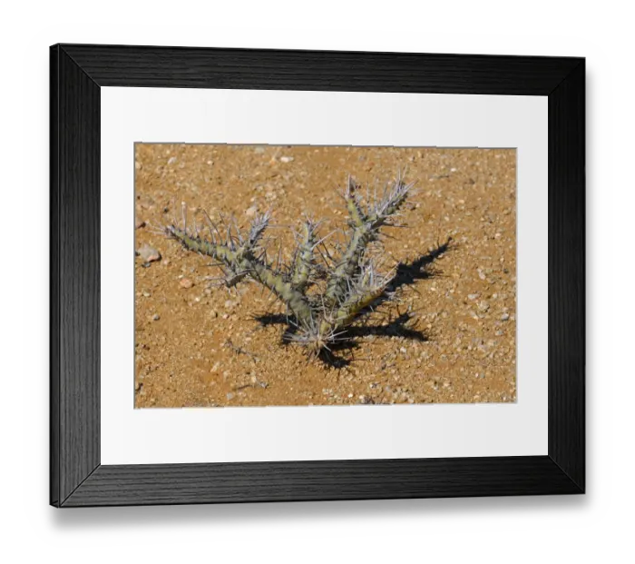 Framed Print : Bushmans Candle -Sarcocaulon sp. -, Goegap Nature Reserve, Namaqualand, South Africa, Africa Framed Print : Bushmans Candle -Sarcocaulon sp. -, Goegap Nature Reserve, Namaqualand, South Africa, Africa
