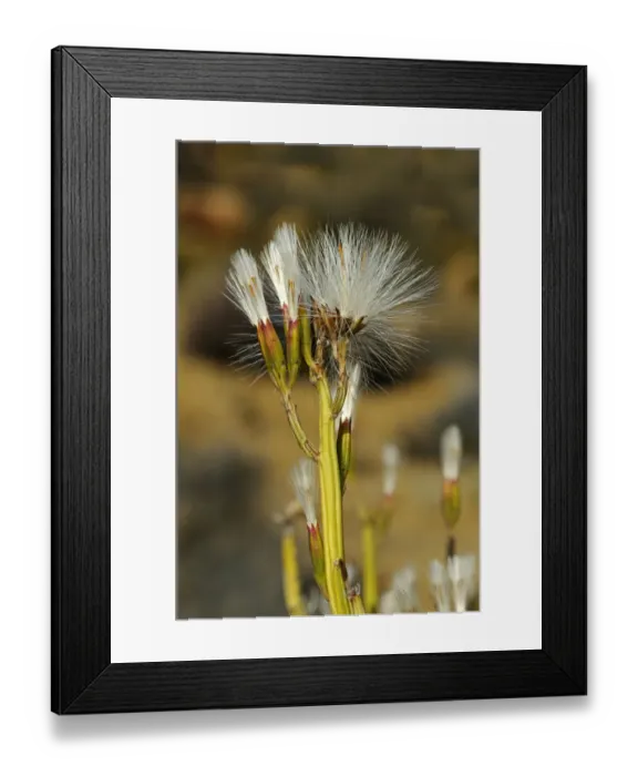 Framed Print : Sambokbossie -Kleinia longiflora-, Goegap Nature Reserve, Namaqualand, South Africa, Africa Framed Print : Sambokbossie -Kleinia longiflora-, Goegap Nature Reserve, Namaqualand, South Africa, Africa
