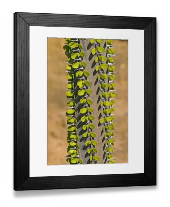 Framed Print : Madagascar ocotillo -Alluaudia procera-, Madagascar Framed Print : Madagascar ocotillo -Alluaudia procera-, Madagascar