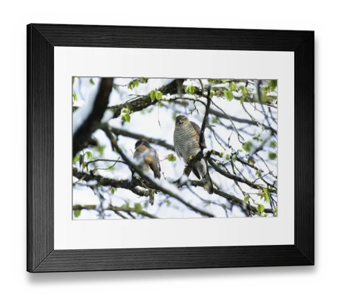 Framed Print : Sparrowhawks -Accipiter nisus-, couple in late winter, Upper Bavaria, Germany, Europe Framed Print : Sparrowhawks -Accipiter nisus-, couple in late winter, Upper Bavaria, Germany, Europe