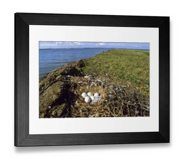 Framed Print : Nest of a Rough-legged Buzzard -Buteo lagopus-, Taymyr Peninsula, Northern Siberia, Russia, Asia Framed Print : Nest of a Rough-legged Buzzard -Buteo lagopus-, Taymyr Peninsula, Northern Siberia, Russia, Asia