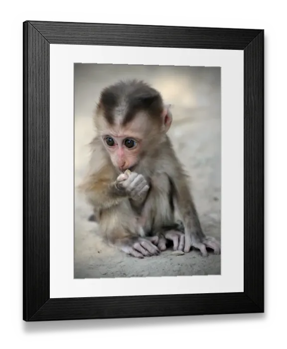 Framed Print : Bonnet macaque -Macaca radiata-, baby monkey in captivity, Laos, Southeast Asia Framed Print : Bonnet macaque -Macaca radiata-, baby monkey in captivity, Laos, Southeast Asia