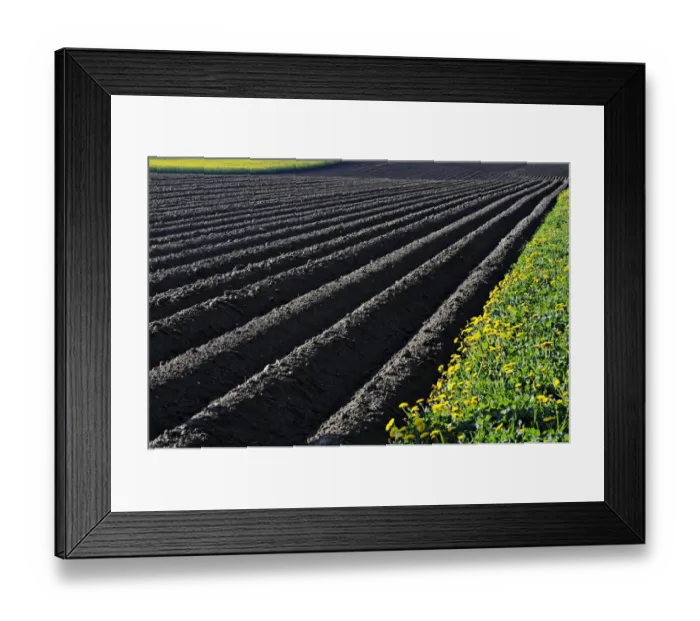 Framed Print : Landscape, plowed field, in between flower meadows, Buchbach, Waldviertel region, Lower Austria, Austria, Europe Framed Print : Landscape, plowed field, in between flower meadows, Buchbach, Waldviertel region, Lower Austria, Austria, Europe