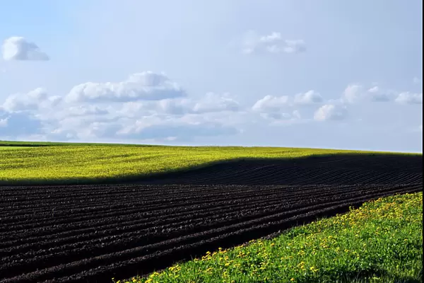 Landscape, plowed field, in between flower meadows, Buchbach, Waldviertel region, Lower Austria, Austria, Europe
