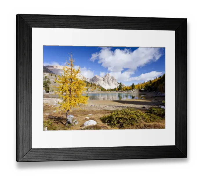 Framed Print : Larch tree in autumnal colours at Schottersee Lake, Mt Pareispitze or Col Bechei at back, Fanes-Sennes Nature Park, Alta Pustaria valley above Perdue, Dolomites, South Tyrol, Italy, Europe Framed Print : Larch tree in autumnal colours at Schottersee Lake, Mt Pareispitze or Col Bechei at back, Fanes-Sennes Nature Park, Alta Pustaria valley above Perdue, Dolomites, South Tyrol, Italy, Europe