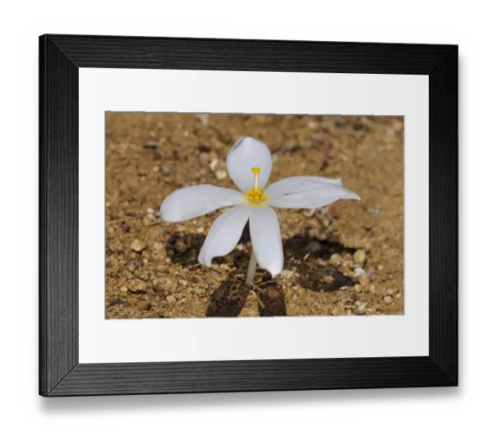 Framed Print : Kukumakranka, Koekemakranka, or Kroekemakrank -Gethyllis verticillata-, Goegap Nature Reserve, Namaqualand, South Africa, Africa Framed Print : Kukumakranka, Koekemakranka, or Kroekemakrank -Gethyllis verticillata-, Goegap Nature Reserve, Namaqualand, South Africa, Africa