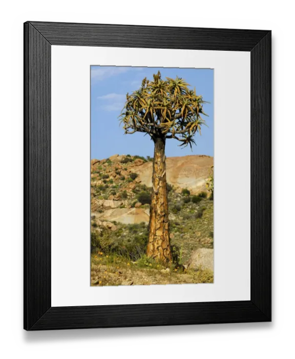 Framed Print : Quiver tree or Kokerboom -Aloe dichotoma-, Namaqualand, South Africa, Africa Framed Print : Quiver tree or Kokerboom -Aloe dichotoma-, Namaqualand, South Africa, Africa